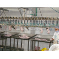 weighing Grading system for poultry processing equipment